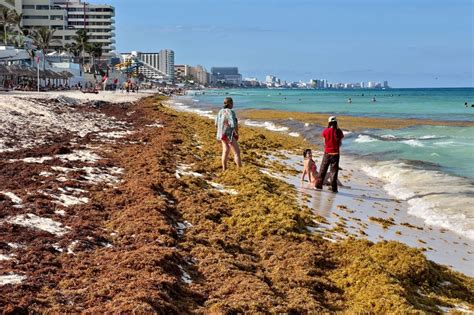 Florida-bound seaweed blob contains flesh-eating bacteria, study shows